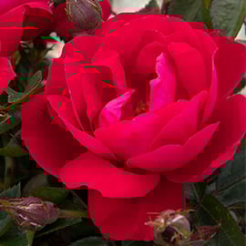 270 grace n grit pink shrub-1