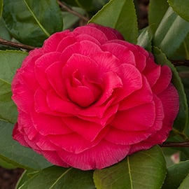 Monrovia Camellia Collection