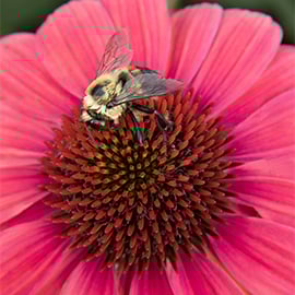 270sq 41359_echinacea_fiesta_evolution_3116 copy