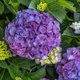 270sq Hydrangea Seaside Serenade Newport
