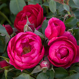 Monrovia Rose Collection