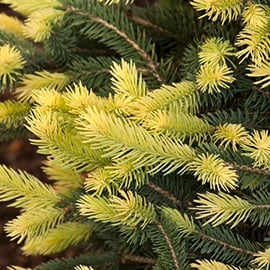 Monrovia Conifer Collection