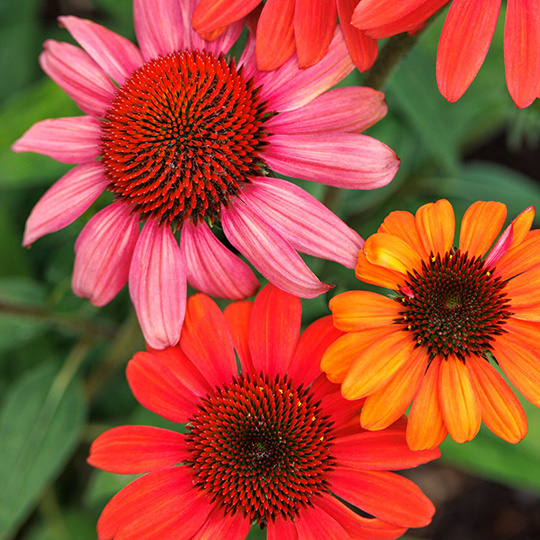 Monrovia Coneflower Collection