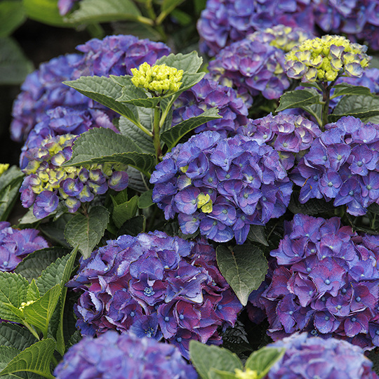 Monrovia Exclusive Hydrangeas