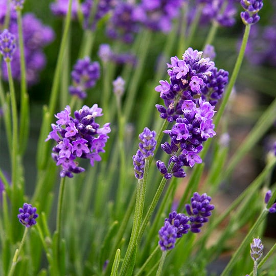 540sq Lavandula-Thumbelina-Leigh-English-2848 copy