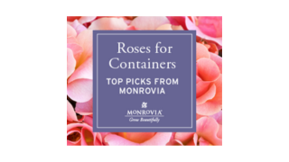 Container Roses Ad-1