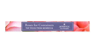 Container Roses Banner-1