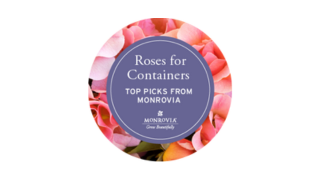 Container Roses Button-1