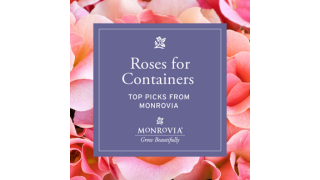Container Roses IG