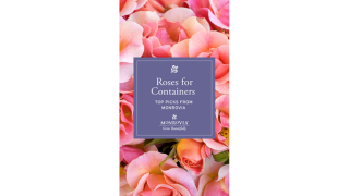 Container Roses Story-1