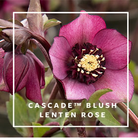 Cascade Blush Lenten Rose
