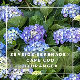 Seaside Serenade Cape Code Hydrangea