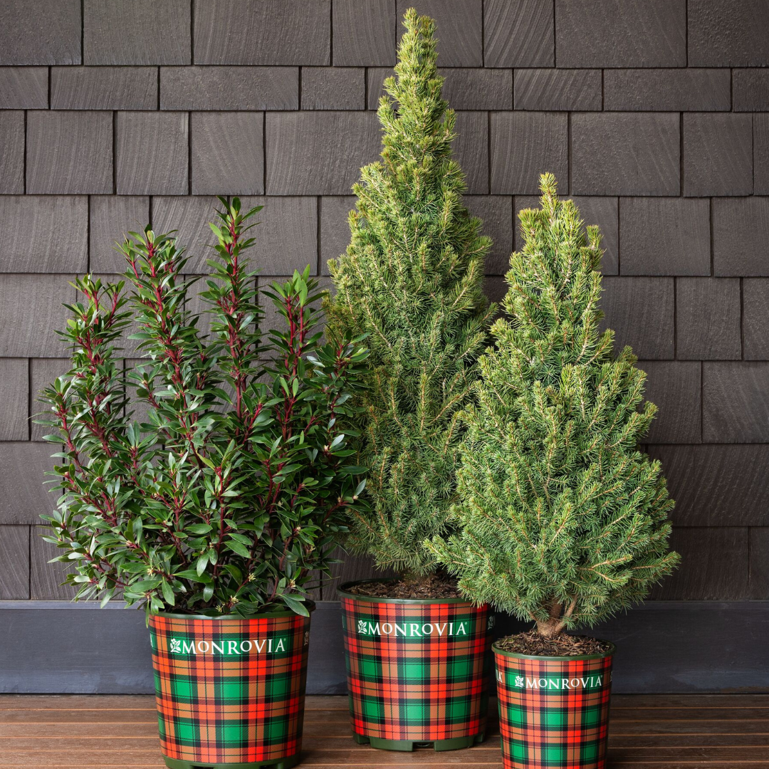 Holiday-Tartan Wrap