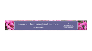 Hummingbird Banner-1