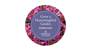 Hummingbird Button-1