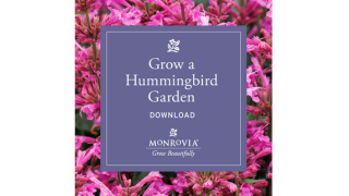 Hummingbird IG