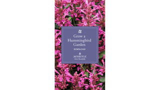 Hummingbird IGST
