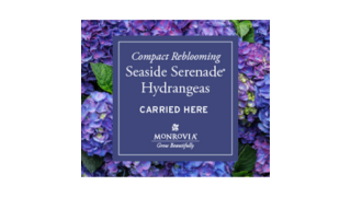 Hydrangea ad-1
