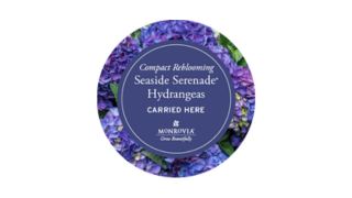 Hydrangea button-1