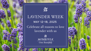 Lavender Week FB
