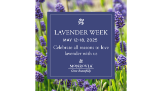 Lavender Week Instagram