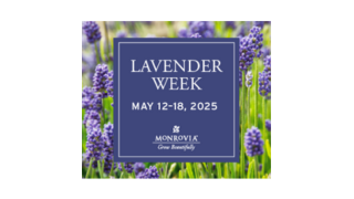 Lavender ad-1