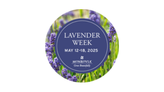 Lavender button-1