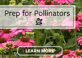 NTT Pollinators Test