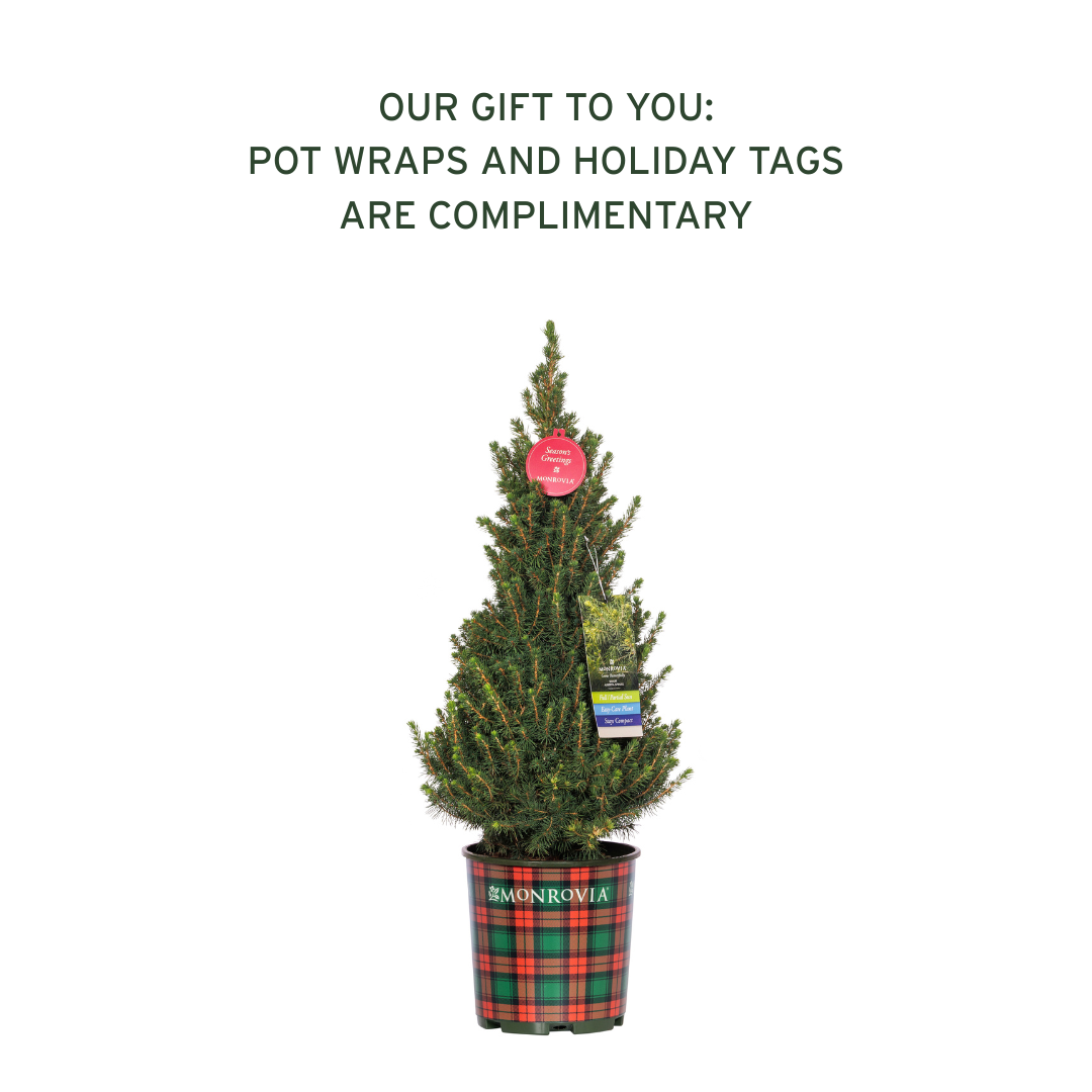OUR GIFT TO YOU POT WRAPS AND HOLIDAY TAGS ARE COMPLIMENTARY (1080 x 1080 px)