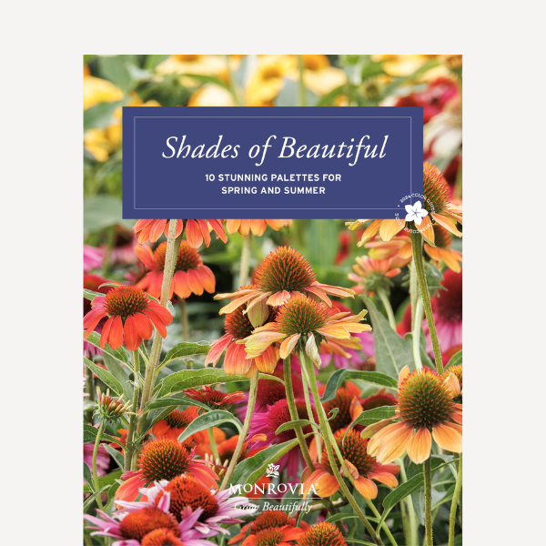 Shades of Beautiful Guide 2024